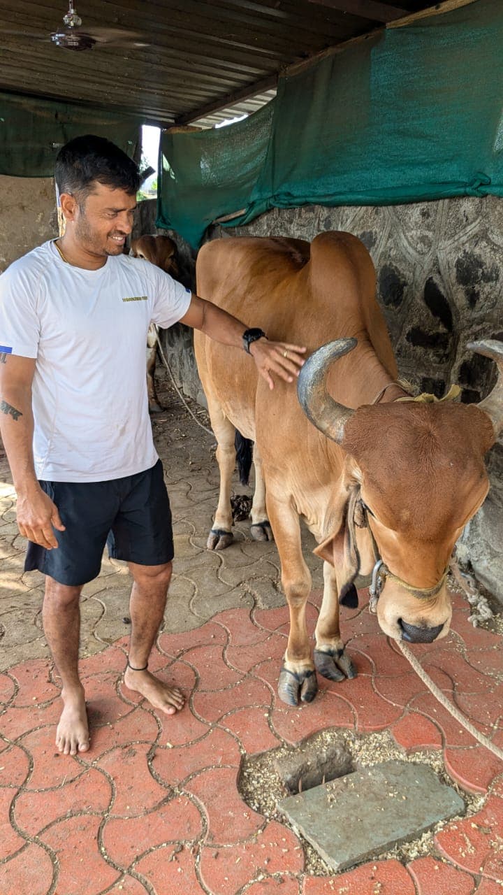 Village-style surroundings with cows near resort